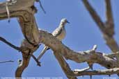 Peaceful Dove, Wyperfield, Victoria, Australia, February 2006 - click for larger image