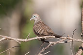 Peaceful Dove, Kakadu, Northern Territory, Australia, October 2013 - click for larger image