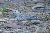 Peaceful Dove, Kakadu, Northern Territory, Australia, October 2013 - click for larger image