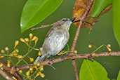 Large-billed Gerygone, Cairns, Queensland, November 2010 - click for larger image