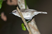 Large-billed Gerygone, Cairns, Queensland, November 2010 - click for larger image