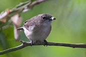 Large-billed Gerygone, Cairns, Queensland, November 2010 - click for larger image