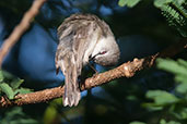 Brown Gerygone, Paluma, Queensland, November 2010 - click for larger image