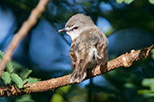 Brown Gerygone, Paluma, Queensland, November 2010 - click for larger image