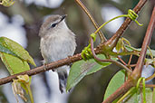 Brown Gerygone, Paluma, Queensland, November 2010 - click for larger image