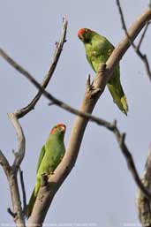 Musk Lorikeet, St. Helens, Tasmania, Australia, February 2006 - click for larger image