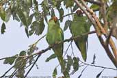 Musk Lorikeet, St. Helens, Tasmania, Australia, February 2006 - click for larger image