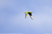 Musk Lorikeet, St. Helens, Tasmania, Australia, February 2006 - click for larger image