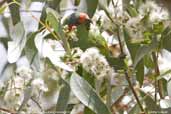 Musk Lorikeet, Grampians, Victoria, Australia, February 2006 - click for larger image