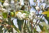 Purple-crowned Lorikeet, Kangaroo Island, South Australia, March 2006 - click for larger image