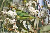 Purple-crowned Lorikeet, Kangaroo Island, South Australia, March 2006 - click for larger image