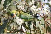 Purple-crowned Lorikeet, Kangaroo Island, South Australia, March 2006 - click for larger image