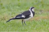 Immature Magpie-lark, Melbourne, Victoria, Australia, January 2006 - click for larger image