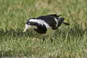 Female Magpie-lark, Mildura, Victoria, Australia, February 2006 - click for larger image