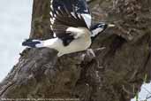 Male Magpie-lark, Mildura, Victoria, Australia, February 2006 - click for larger image