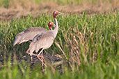 Sarus Crane, Kakadu, Northern Territory, Australia, October 2013 - click for larger image