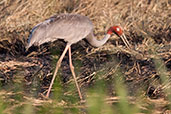 Sarus Crane, Kakadu, Northern Territory, Australia, October 2013 - click for larger image