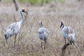 Brolga, Lakefield N.P. November 2010, Australia, October 2013 - click for larger image