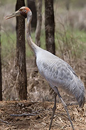 Brolga, Lakefield N.P. November 2010, Australia, October 2013 - click for larger image