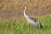 Brolga, Kakadu, Northern Territory, Australia, October 2013 - click for larger image