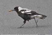 Immature Australian Magpie, Coffee Creek, Hobart, Tasmania, Australia, February 2006 - click for larger image