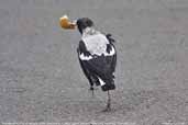 Immature Australian Magpie, Coffee Creek, Hobart, Tasmania, Australia, February 2006 - click for larger image