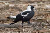 Female Australian Magpie, You Yangs, Victoria, Australia, February 2006 - click for larger image