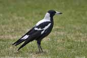 Male Australian Magpie, Wye Valley, Victoria, Australia, February 2006 - click for larger image