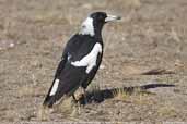 Female Australian Magpie, Wyperfield, Victoria, Australia, February 2006 - click for larger image