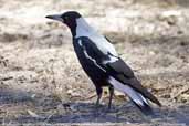 Male Australian Magpie, Wyperfield, Victoria, Australia, February 2006 - click for larger image