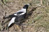 Male Australian Magpie, Port Elliot, South Australia, March 2006 - click for larger image