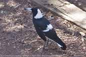 Male Australian Magpie, Wilpena Pound, South Australia, March 2006 - click for larger image