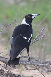 Female Australian Magpie, Kuranda, Queensland, Australia, November 2010 - click for larger image