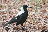 Male Australian Magpie, Adelaide, South Australia, October 2013 - click for larger image