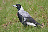 Female Australian Magpie, Adelaide, South Australia, October 2013 - click for larger image