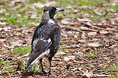 Female Australian Magpie, Busselton, Western Australia, October 2013 - click for larger image