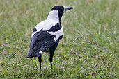 Male Australian Magpie, Porongurup National Park, Western Australia, October 2013 - click for larger image