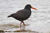 Sooty Oystercatcher, Dover, Tasmania, Australia, January 2006 - click for larger image