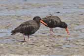 Sooty Oystercatcher, Hobart, Tasmania, Australia, February 2006 - click for larger image