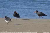 Sooty Oystercatcher with Pied Oystercatcher, Coorong, South Australia, March 2006 - click for larger image