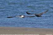 Sooty Oystercatcher with Pied Oystercatcher, Coorong, South Australia, March 2006 - click for larger image