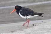 Pied Oystercatcher, Southport, Tasmania, Australia, January 2006 - click for larger image