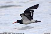 Pied Oystercatcher, Southport, Tasmania, Australia, January 2006 - click for larger image