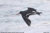 Pied Oystercatcher, Southport, Tasmania, Australia, January 2006 - click for larger image