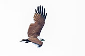 Brahminy Kite, Daintree, Queensland, Australia, November 2010 - click for larger image