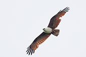 Brahminy Kite, Daintree, Queensland, Australia, November 2010 - click for larger image