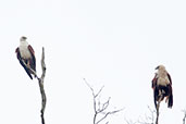 Brahminy Kite, Daintree, Queensland, Australia, November 2010 - click for larger image