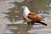 Brahminy Kite, Lakefield NP, Queensland, Australia, November 2010 - click for larger image