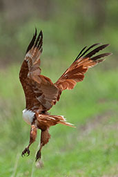 Brahminy Kite, Lakefield NP, Queensland, Australia, November 2010 - click for larger image
