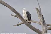 White-bellied Sea-eagle, Triabunna, Tasmania, Australia, February 2006 - click for larger image